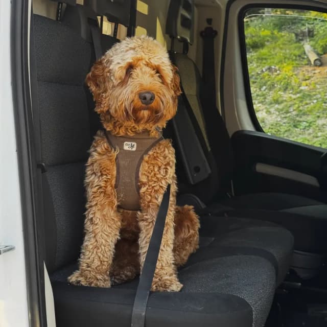 Oscar